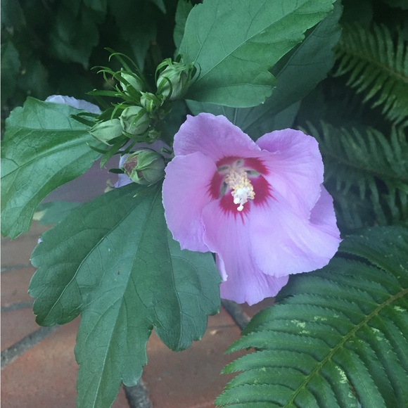 Meet your Posher, Camille - Picture 2 of 2